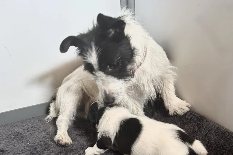 Jack Russell