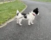 Jack Russell