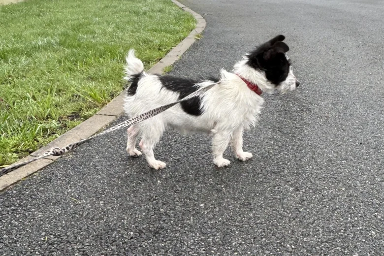 Jack Russell