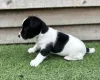 Jack Russell