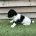 Jack Russell