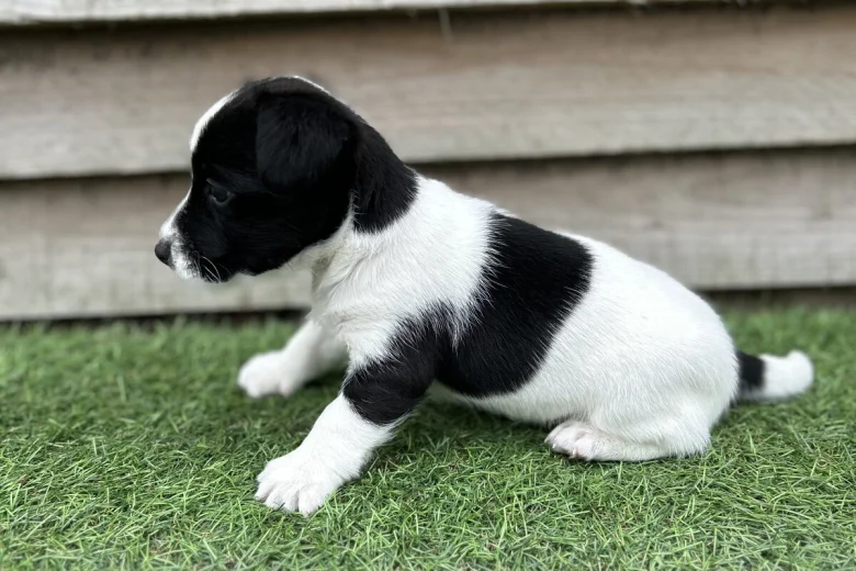 Jack Russell