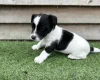 Jack Russell