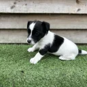 Jack Russell
