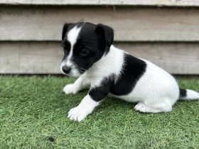 Jack Russell