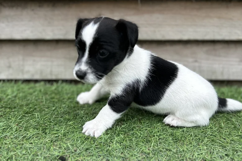 Jack Russell