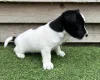 Jack Russell