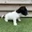 Jack Russell