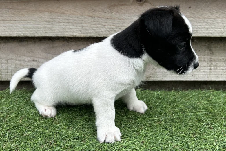 Jack Russell