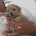Miniature Poodle