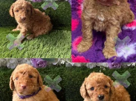 Miniature Poodle