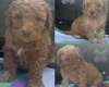 Miniature Poodle