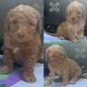 Miniature Poodle