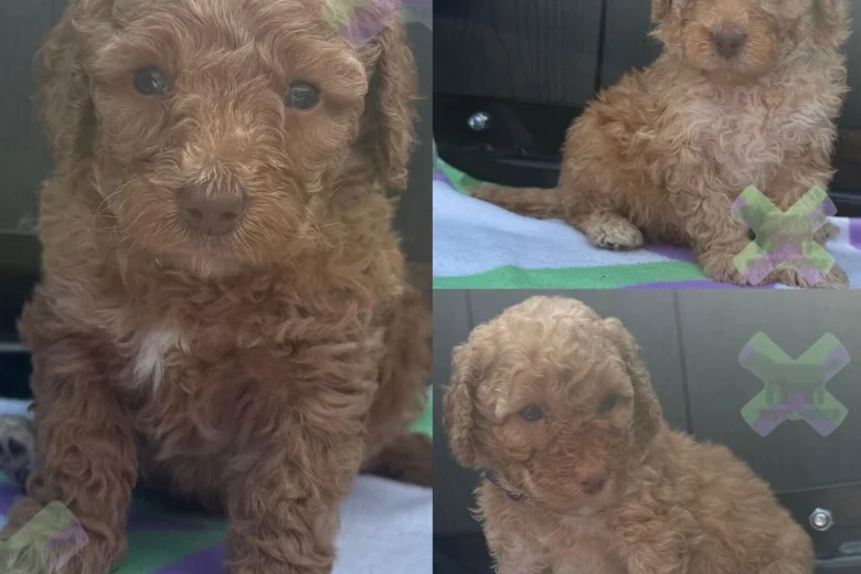 Miniature Poodle