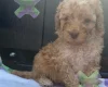 Miniature Poodle