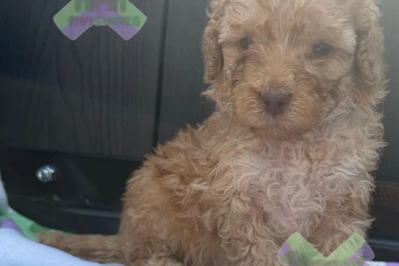 Miniature Poodle