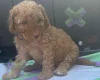 Miniature Poodle