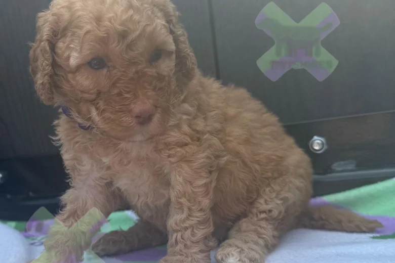 Miniature Poodle