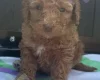 Miniature Poodle