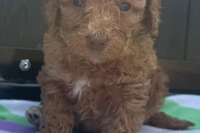 Miniature Poodle