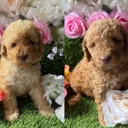 Miniature Poodle