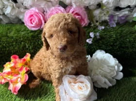 Miniature Poodle