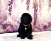 Miniature Poodle