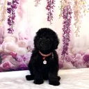 Miniature Poodle