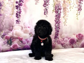Miniature Poodle
