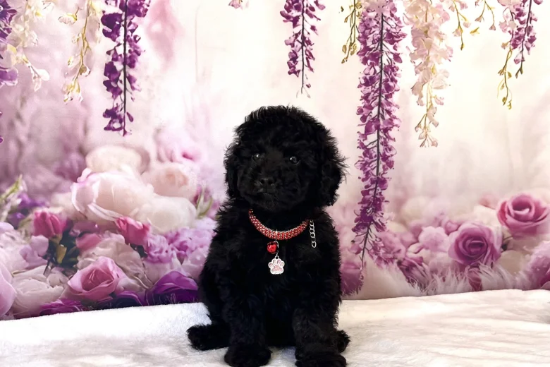 Miniature Poodle