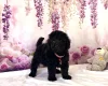 Miniature Poodle