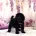 Miniature Poodle