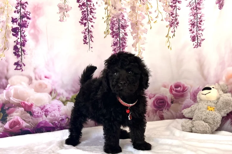 Miniature Poodle