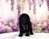 Miniature Poodle