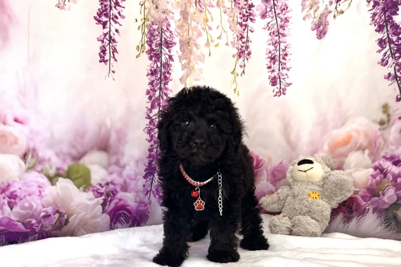 Miniature Poodle