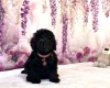Miniature Poodle