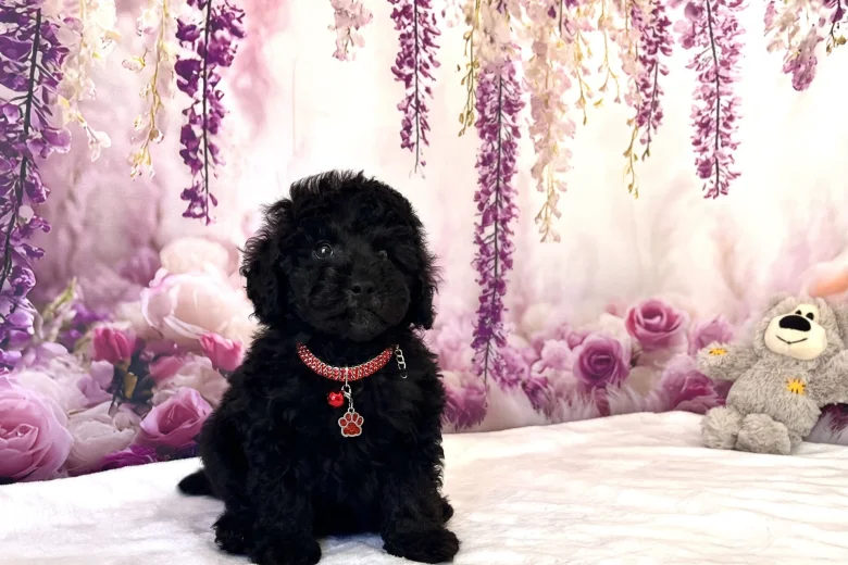 Miniature Poodle