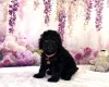 Miniature Poodle