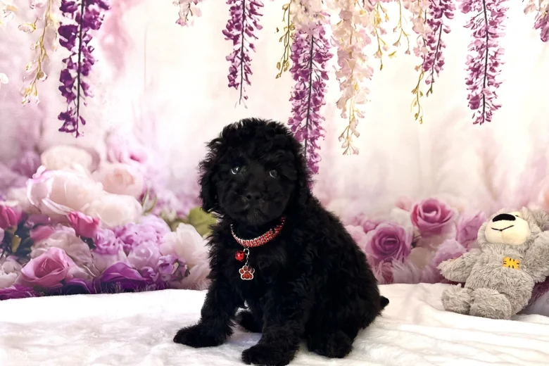 Miniature Poodle
