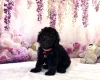 Miniature Poodle