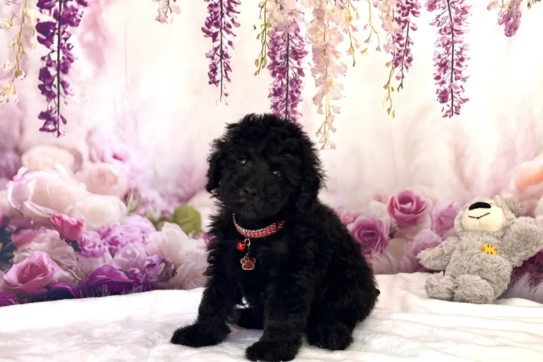 Miniature Poodle