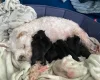 Miniature Schnauzer