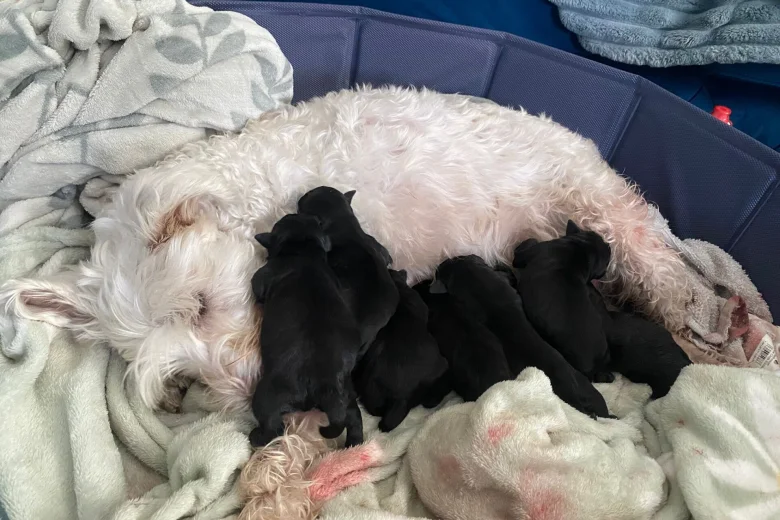 Miniature Schnauzer