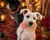 Miniature Schnauzer