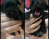 Miniature Schnauzer