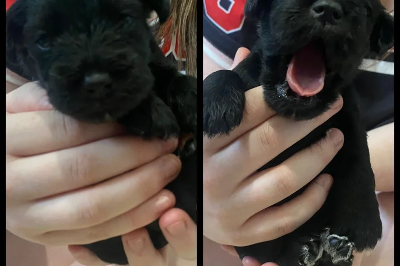 Miniature Schnauzer