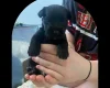 Miniature Schnauzer