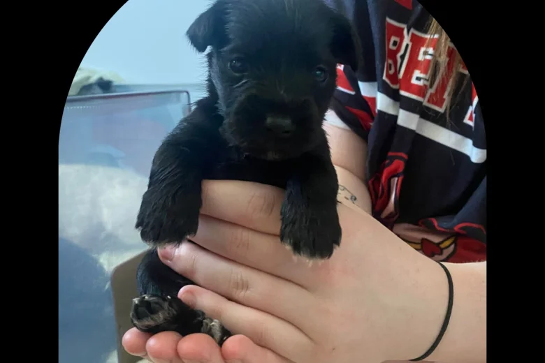 Miniature Schnauzer
