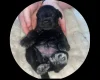 Miniature Schnauzer