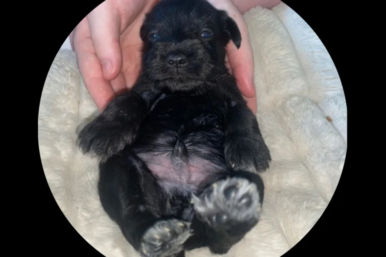 Miniature Schnauzer